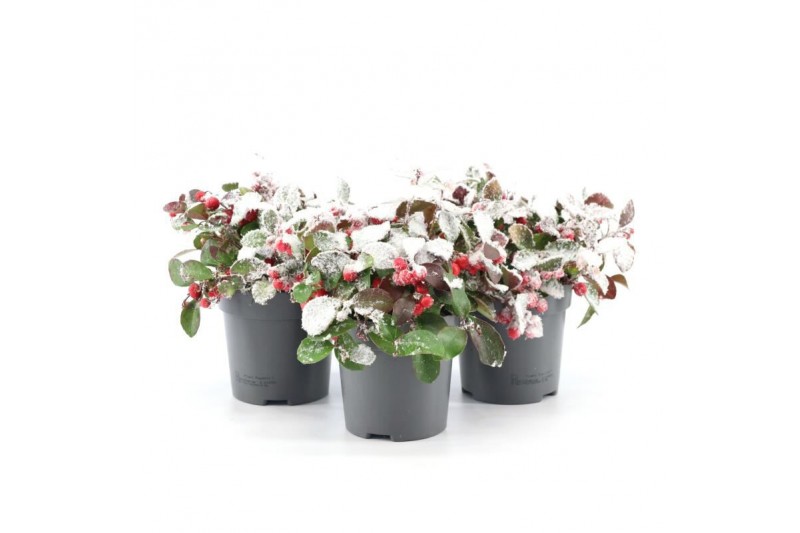 Gaultheria procumbens big berry + Snow 