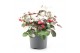 Gaultheria procumbens big berry + Snow 