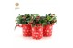 Gaultheria procumbens big berry in Cup X-mas Deco 