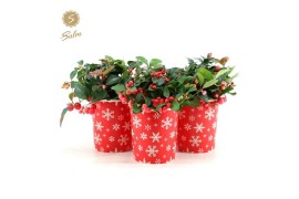 Gaultheria procumbens big berry in Cup X-mas Deco