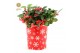 Gaultheria procumbens big berry in Cup X-mas Deco 