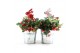 Gaultheria procumbens big berry in Zinc Old-Look + Reindeer 