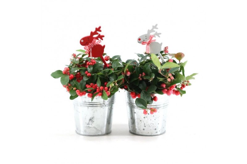 Gaultheria procumbens big berry in Zinc Old-Look + Reindeer 