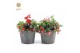 Gaultheria procumbens big berry in Wood + Reindeer 