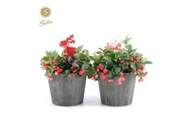 Gaultheria procumbens big berry in Wood + Reindeer