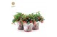 Gaultheria procumbens big berry in Zinc Santa 