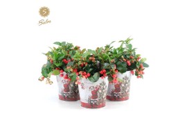 Gaultheria procumbens big berry in Zinc Santa