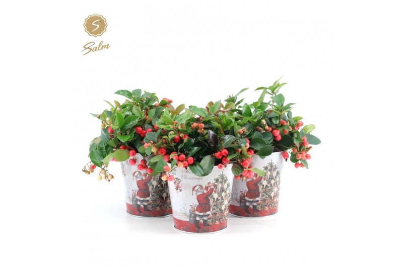 Gaultheria procumbens big berry in Zinc Santa 