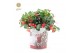 Gaultheria procumbens big berry in Zinc Santa 
