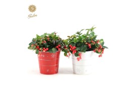 Gaultheria procumbens big berry in Zinc X-mas Duo