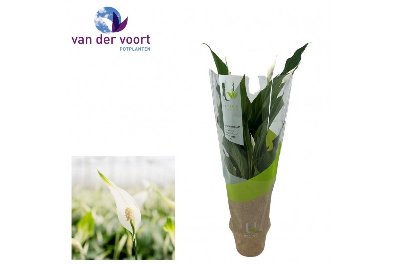 Spathiphyllum strauss 3+ bloem - Ultimo hoes 