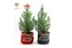 Pinus pinea silver crest P17 in Bag X-mas Duo + Bow 