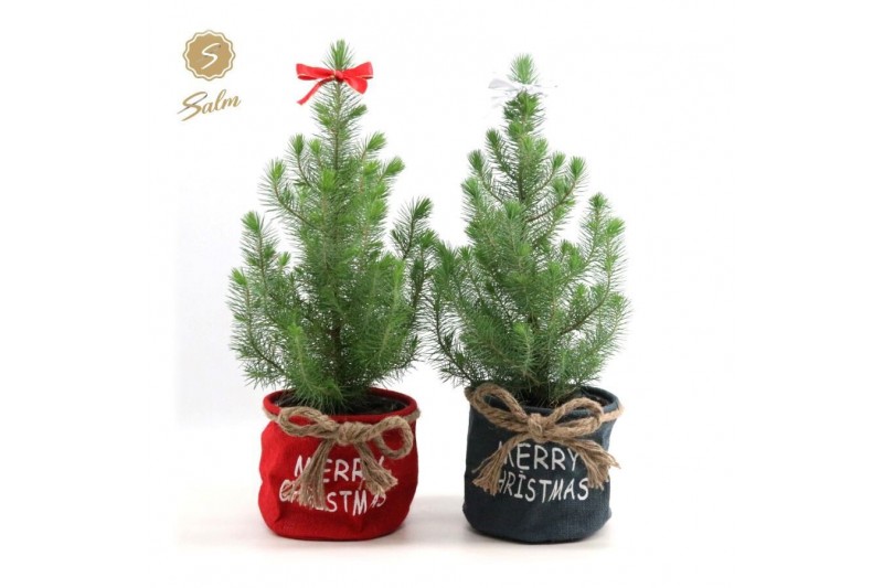Pinus pinea silver crest P17 in Bag X-mas Duo + Bow Pinus pinea silver crest P17 in Bag X-mas Duo + Bow