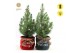 Pinus pinea silver crest P17 in Bag X-mas Duo + Starlight 