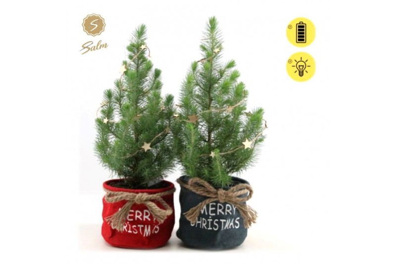 Pinus pinea silver crest P17 in Bag X-mas Duo + Starlight Pinus pinea silver crest P17 in Bag X-mas Duo + Starlight
