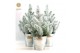 Pinus pinea silver crest P17 in Zinc Old-Look + Snow 
