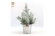 Pinus pinea silver crest P17 in Zinc Old-Look + Snow 