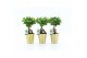 Ficus microcarpa ginseng in golden christmas 