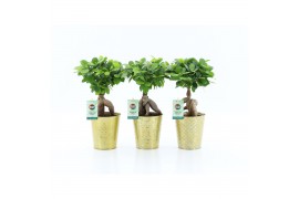 Ficus microcarpa ginseng in golden christmas