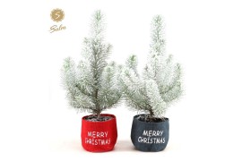 Pinus pinea silver crest in Bag X-mas Duo + Snow