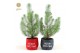 Pinus pinea silver crest in Bag X-mas Duo 