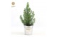 Pinus pinea silver crest P17 in Zinc Old-Look + Lights 