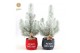 Pinus pinea silver crest in Bag X-mas Duo + Snow + Deco - Tree/Star 