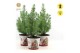 Pinus pinea silver crest P17 in Zinc Santa + Lights 