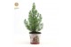Pinus pinea silver crest P17 in Zinc Santa + Lights 