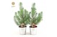 Pinus pinea silver crest P10,5 in Zinc Old-Look + Deco - Tree/Star 