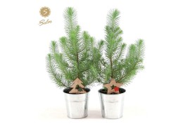 Pinus pinea silver crest P10,5 in Zinc Old-Look + Deco - Tree/Star