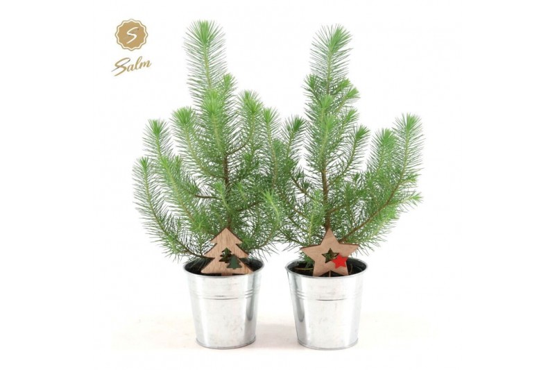 Pinus pinea silver crest P10,5 in Zinc Old-Look + Deco - Tree/Star Pinus pinea silver crest P10,5 in Zinc Old-Look + Deco - Tree/Star