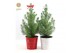 Pinus pinea silver crest P17 in Zinc X-mas Duo + Bow 