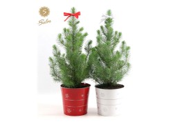 Pinus pinea silver crest P17 in Zinc X-mas Duo + Bow