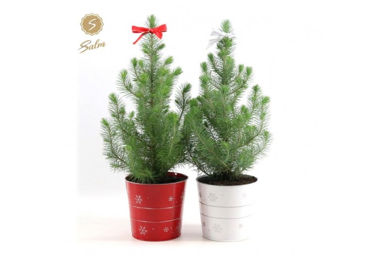 Pinus pinea silver crest P17 in Zinc X-mas Duo + Bow Pinus pinea silver crest P17 in Zinc X-mas Duo + Bow