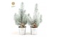 Pinus pinea silver crest P10,5 in Zinc Old-Look + Snow + Deco - Tree/S 