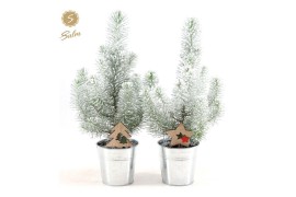 Pinus pinea silver crest P10,5 in Zinc Old-Look + Snow + Deco - Tree/S