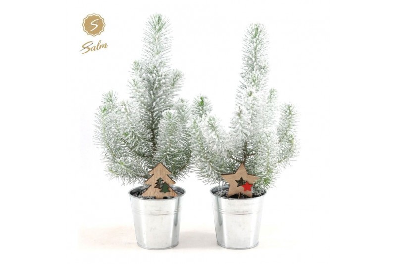 Pinus pinea silver crest P10,5 in Zinc Old-Look + Snow + Deco - Tree/S Pinus pinea silver crest P10,5 in Zinc Old-Look + Snow + Deco - Tree/S