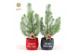 Pinus pinea silver crest in Bag X-mas Duo + Deco - Tree/Star 