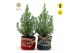 Pinus pinea silver crest P15 in Bag X-mas Duo + Lights 