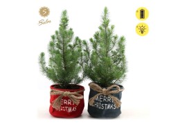 Pinus pinea silver crest P15 in Bag X-mas Duo + Lights