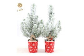 Pinus pinea silver crest in Cup X-mas Deco + Snow + Deco - Tree/Star
