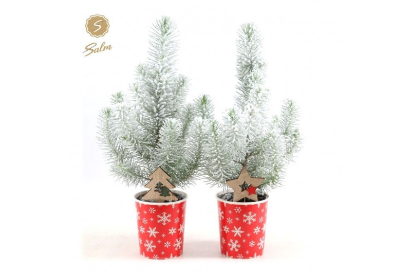 Pinus pinea silver crest in Cup X-mas Deco + Snow + Deco - Tree/Star Pinus pinea silver crest in Cup X-mas Deco + Snow + Deco - Tree/Star