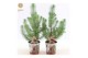 Pinus pinea silver crest P10,5 in Zinc Santa + Deco - Tree/Star 