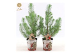 Pinus pinea silver crest P10,5 in Zinc Santa + Deco - Tree/Star