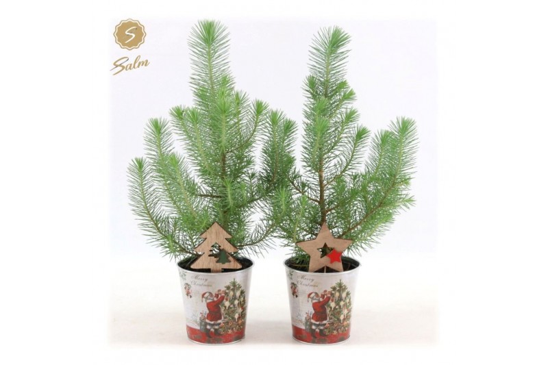 Pinus pinea silver crest P10,5 in Zinc Santa + Deco - Tree/Star Pinus pinea silver crest P10,5 in Zinc Santa + Deco - Tree/Star