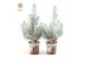 Pinus pinea silver crest P10,5 in Zinc Santa + Snow + Deco - Tree/Star 