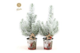 Pinus pinea silver crest P10,5 in Zinc Santa + Snow + Deco - Tree/Star