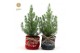 Pinus pinea silver crest P17 in Bag X-mas Duo 
