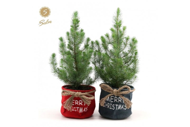 Pinus pinea silver crest P17 in Bag X-mas Duo Pinus pinea silver crest P17 in Bag X-mas Duo